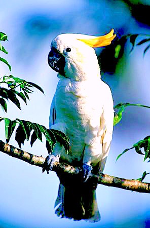 Yellow-crested cockatoo.jpg