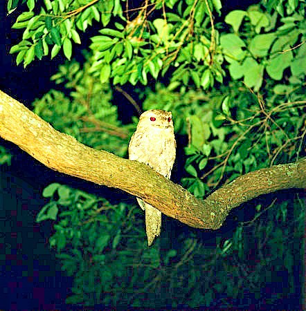 Papuan frogmouth.jpg