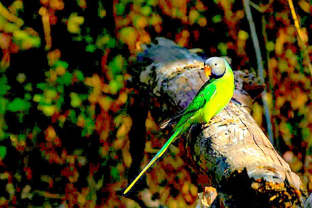 Slaty-headed parakeet.jpg