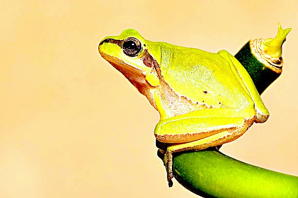 Lemon-yellow tree frog.jpg