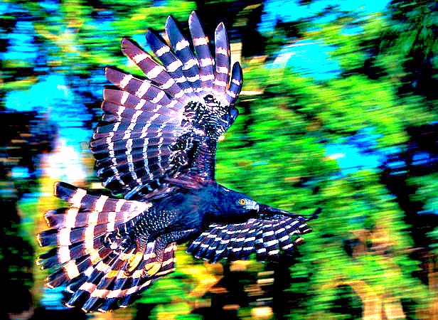 Black hawk eagle.jpg