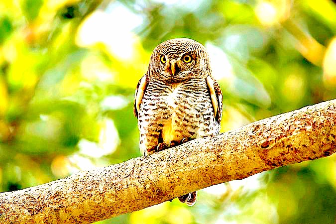 Jungle owlet.jpg