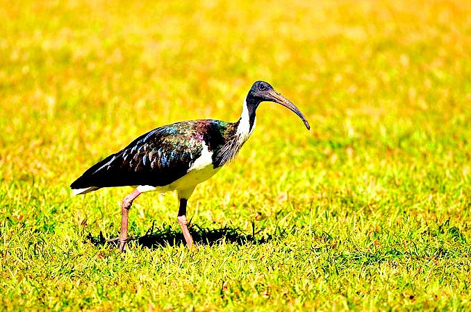 Straw-necked ibis.jpg