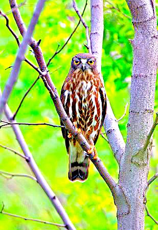 Brown hawk owl.jpg