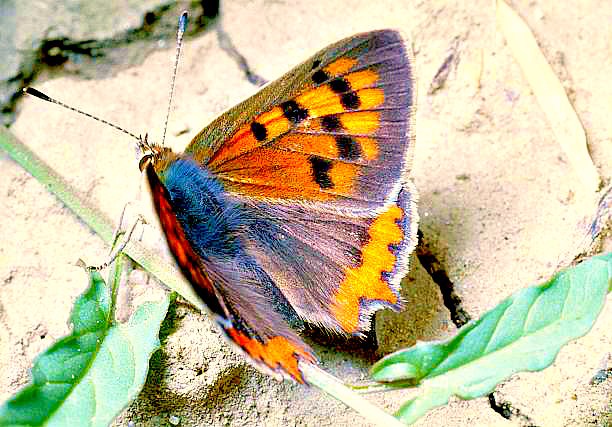Small copper butterfly.jpg
