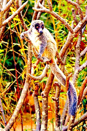 Mongoose lemur.jpg