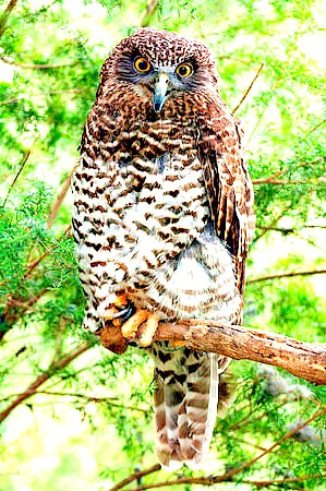 Powerful owl.jpg