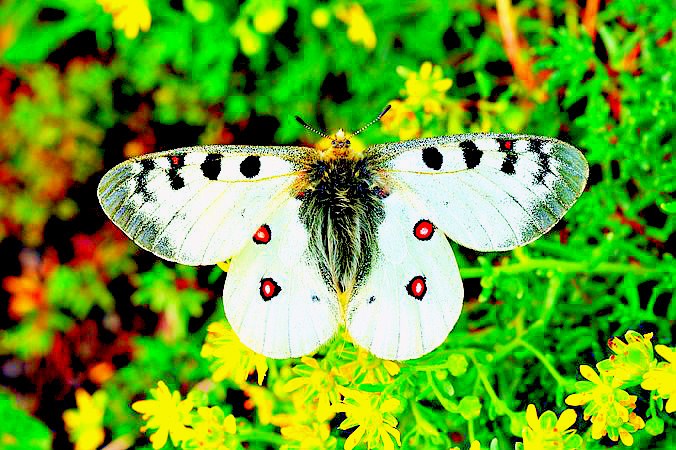 Small Apollo butterfly.jpg
