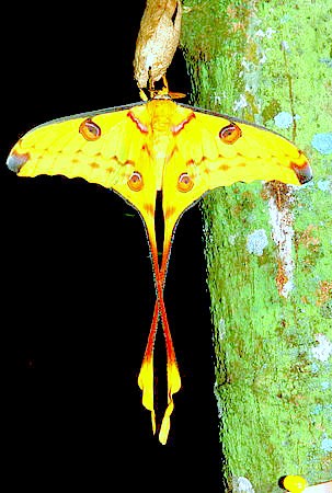 African moon moth.jpg