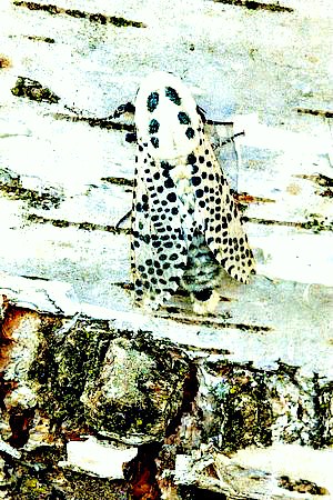 Leopard moth.jpg