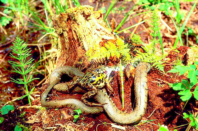 Grass snake.jpg