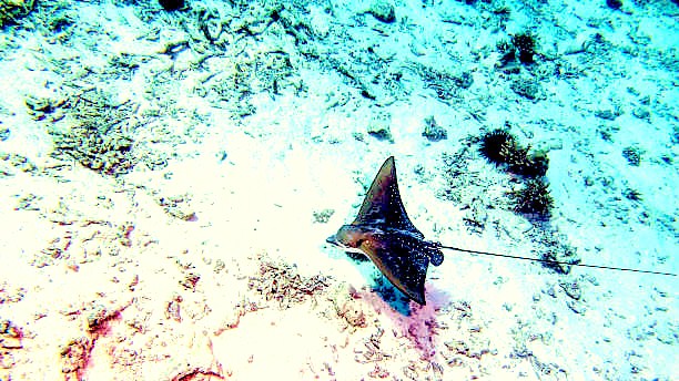 Spotted eagle ray.jpg