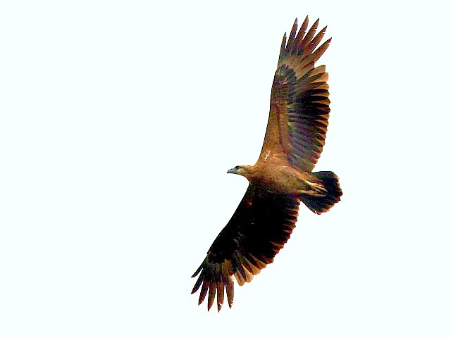 Sanford's sea eagle.jpg