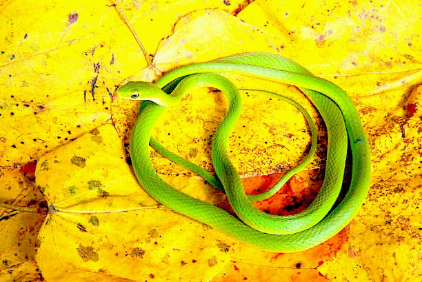 Rough green snake.jpg