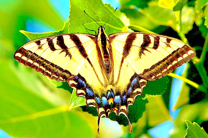 Western tiger swallowtail.jpg