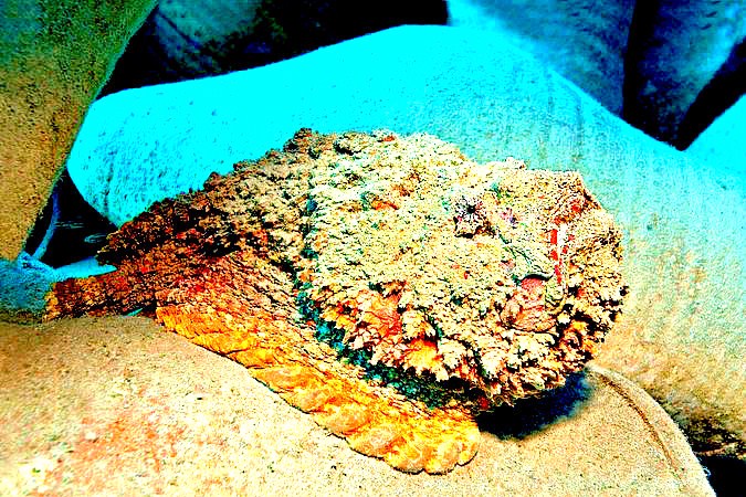 Reef stonefish.jpg
