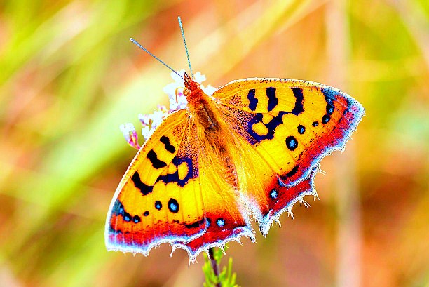 Pirate butterfly.jpg