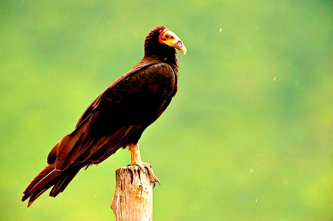 Greater yellow-headed vulture.jpg