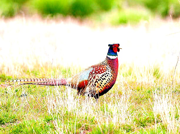 Ringneck pheasant.jpg