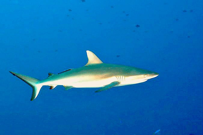 Grey reef shark.jpg