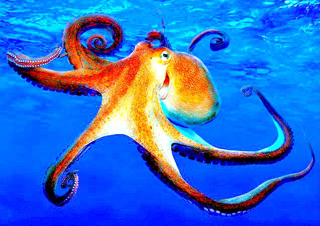 Common octopus.jpg