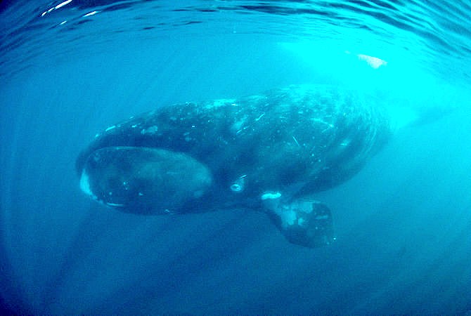 Bowhead whale.jpg