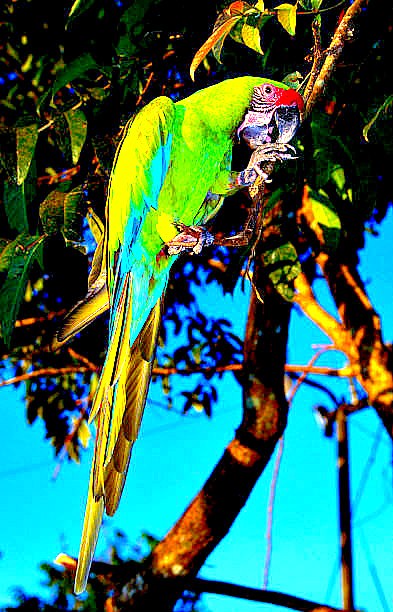 Great green macaw.jpg