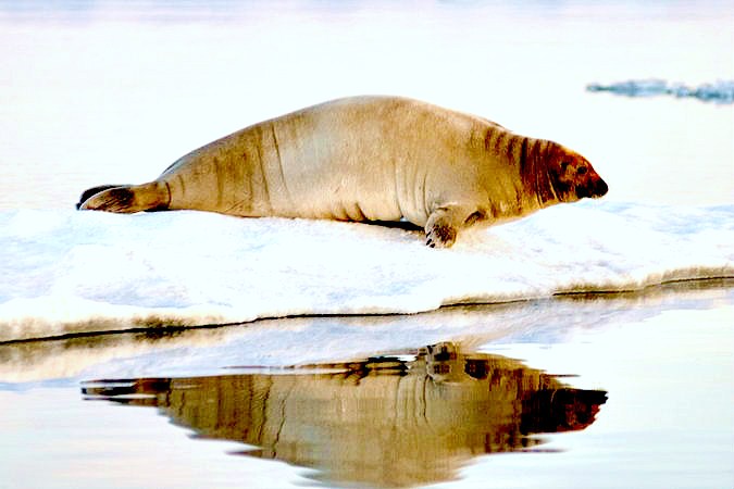 Bearded seal.jpg