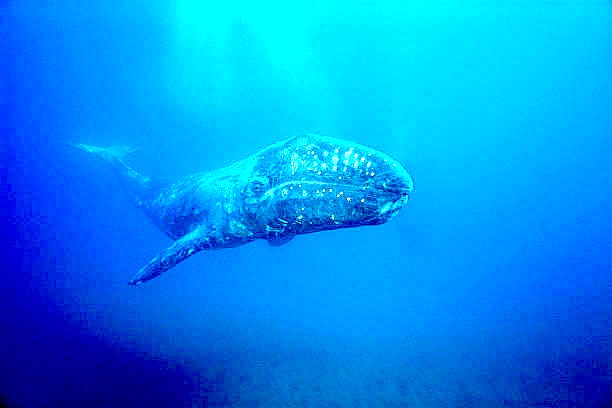 Grey whale.jpg