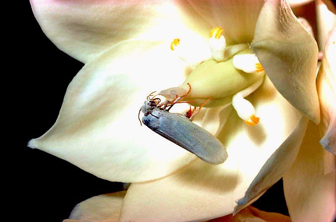 Yucca moth.jpg