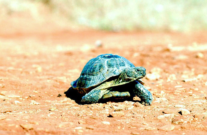 Egyptian tortoise.jpg