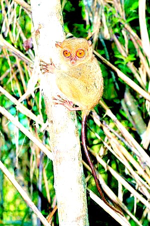 Philippine tarsier.jpg