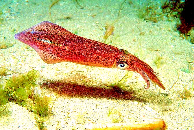 European squid.jpg