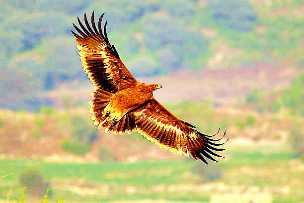 Steppe eagle.jpg