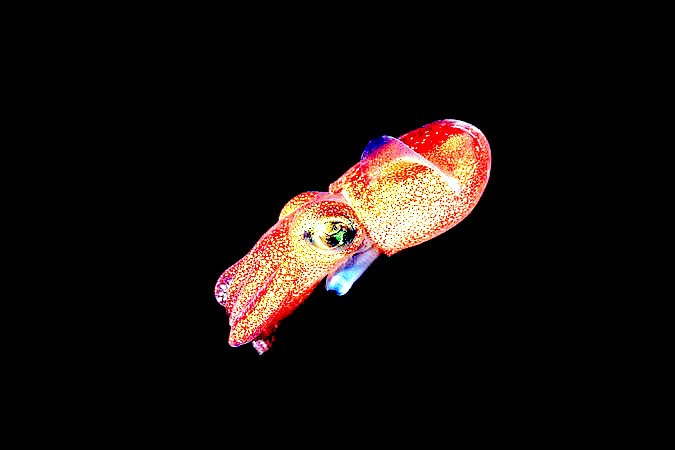 Stubby squid.jpg