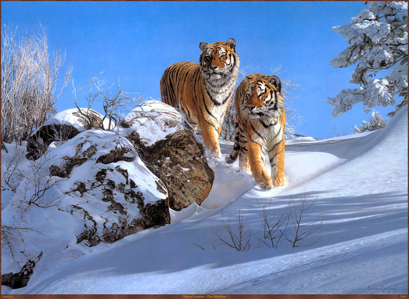 Panthera 0943 Simon Combes The Siberians.jpg