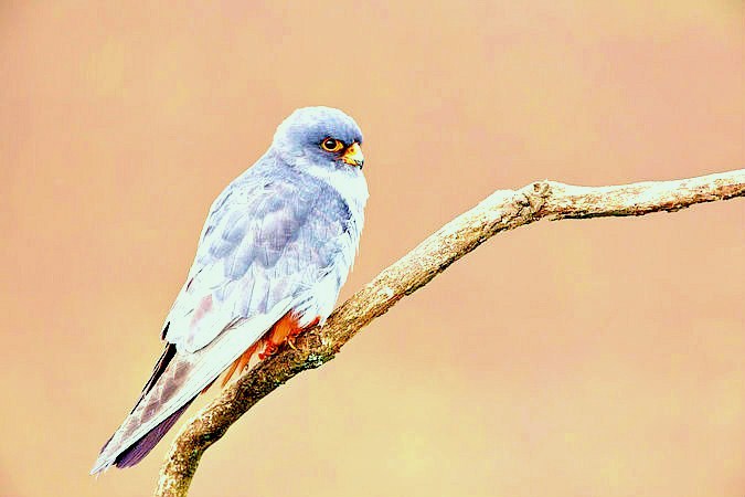 Red-footed falcon.jpg