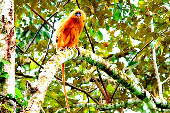 Red leaf monkey.jpg