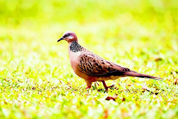 Spotted dove.jpg