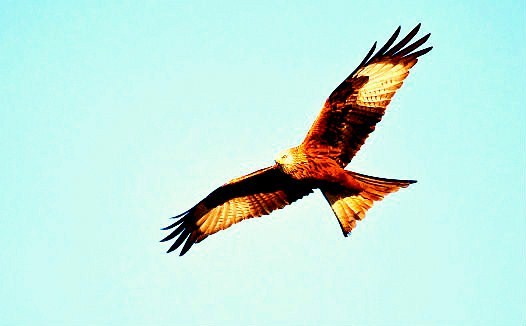 Red kite.jpg