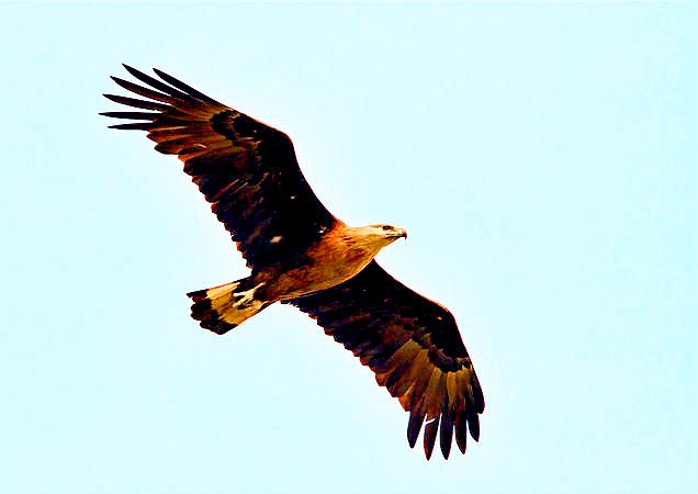 Pallas' fish eagle.jpg