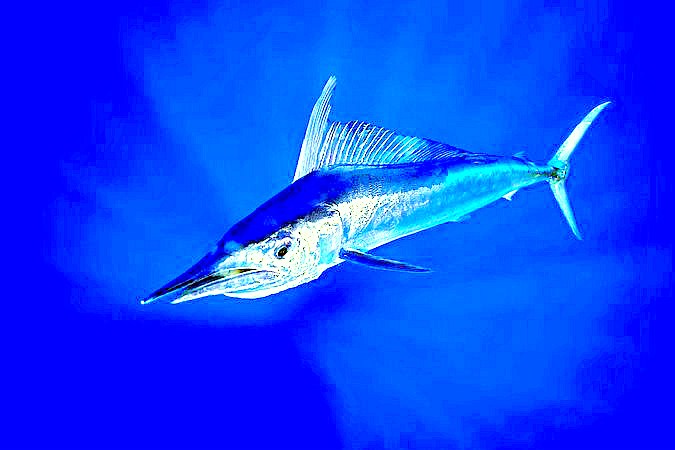 Shortbill spearfish.jpg