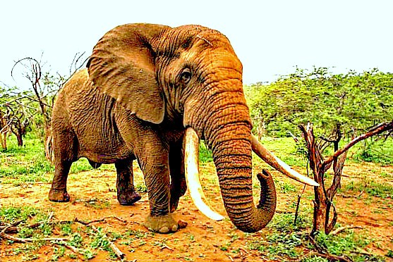 African elephant.jpg