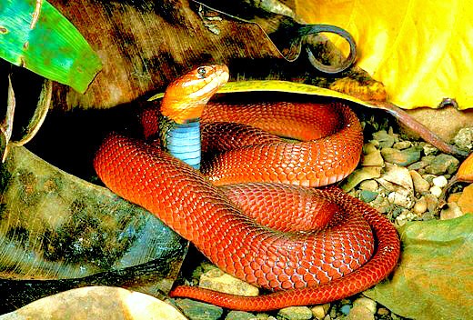 Red spitting cobra.jpg