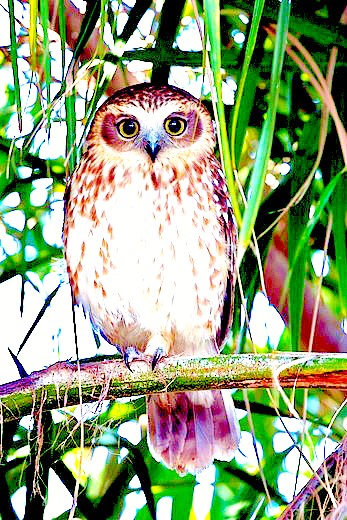 Southern boobook owl.jpg