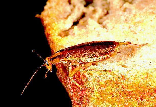German cockroach.jpg
