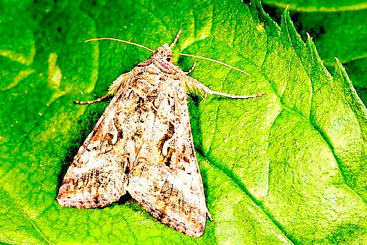 Silver Y moth.jpg