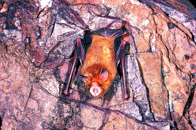 Orange leaf-nosed bat.jpg