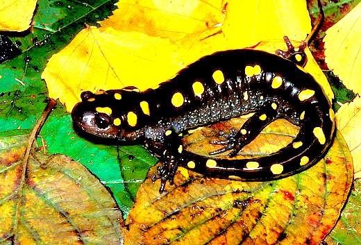 Spotted salamander.jpg