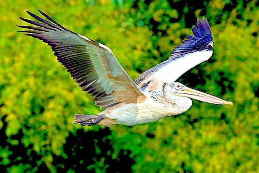 Spot-billed pelican.jpg